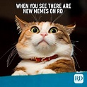 40 Funny Animal Memes | Reader's Digest