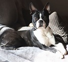 Boston Terrier - Rassebeschreibung, Adressen und viele Fotos