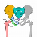 Coxis – ubicación, funciones, ilustración – Anatomía del cuerpo humano ...