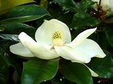 Magnolio (Magnolia grandiflora): características y cuidados | Todo Árboles