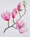 Magnolia by Sally Crosthwaite | Aquarela floral, Pinturas em aguarela ...
