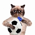 Cat with a White Soccer Ball. Stock Photo - Image of funny, happy: 40551844