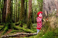Niño perdido en el bosque foto de archivo. Imagen de cubo - 37724546