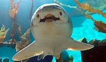 Port Jackson sharks have individual personalities - Australian Geographic