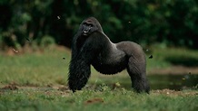 Peligra la supervivencia del gorila de montaña, uno de los primates más grandes del mundo ...