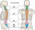 Nombre De Todos Y Cada Uno De Los Huesos De La Columna Vertebral ...