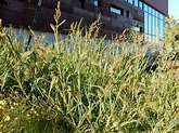 Barnyardgrass | College of Agriculture, Forestry and Life Sciences ...