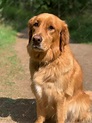 Premium Photo | Red american golden retriever sits on a path and coat ...