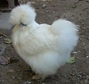 Information About the Furry Silkie Chicken - PetHelpful