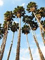 File:Washingtonia robusta.jpg - Wikipedia