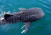 tiburon-ballena-rhincodon-typus-en-bahia-de-los-angeles-fo… | Flickr