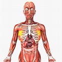Human Female Anatomy 3D model rigged | CGTrader
