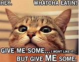 36+ Images Of Cats Saying Funny Things