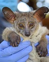 Female bushbabies more stressed, may be more vulnerable to changing ...