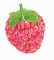 Colored drawing of a raspberry | Акварельные иллюстрации, Картины ...
