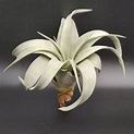 空氣鳳梨 - 霸王鳳 肥側芽 - Tillandsia xerographica - 中大型經典長捲葉質感銀白品種 | 蝦皮購物