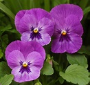 File:Pansy Viola x wittrockiana Purple Cultivar Flowers 2081px.jpg ...
