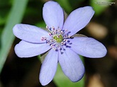 Blue Jasmine Flower high resolution (1152 x 864 ) - Flower Wallpaper