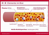 Blutbestandteile und Anatomie » Fotokunstweb.de