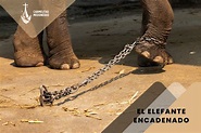 El Elefante encadenado - Carmelitas Misioneras