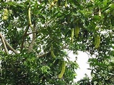 Cuajinicuil, fruto mexicano de exquisito sabor