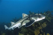 Port Jackson Shark Photograph by Mike Parry - Fine Art America