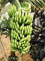 Organically grown banana (Musa paradisiaca) in a plantation, Puerto de ...