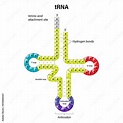 Structure of tRNA. Two-dimensional structure. Transfer RNA is a small ...
