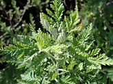 African wormwood (Artemisia afra) . Featured plant at Towerkop Nursery ...