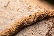How to Tell If You Have Termites? Know the early warnings of termites ...