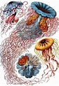 The Art and Science of Ernst Haeckel: A Compendium... | Colossal