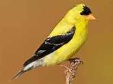 American Goldfinch | Celebrate Urban Birds