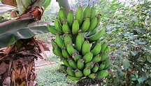 Plátano (Musa paradisiaca). Origen, Variedades, Cultivo, Cuidados Y Usos