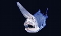 Tiburón duende - CaballoToro.com