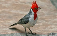 Red-crested Cardinal (Paroaria coronata) - Peru Aves
