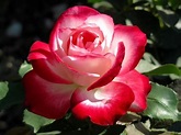 28 Rose Profumate Da Coltivare In Vaso - Inidpfohor