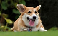 Perro Corgi Galés de Pembroke, Guía Completa de la Raza | Mascota y Salud