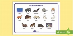 Gli animali notturni Vocabolario Illustrato