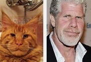 Do You Have A ‘Ron Perlman Cat?’ You’re Not Alone! - Indie88
