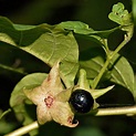 Echte Tollkirsche (Atropa belladonna) , NGID1992207181 | Flickr