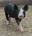 Berkshire pigs are a heritage breed known for the delicious flavor and ...