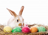30 Cute Easter Bunny Images