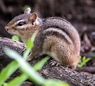 Eastern Chipmunk image - Free stock photo - Public Domain photo - CC0 ...