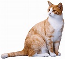 PNG Cute Cat Transparent Cute Cat.PNG Images. | PlusPNG