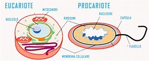 Cellula eucariote e procariote differenze - Riassunti - Studia Rapido