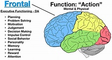 Parts Of The Brain Lobes And Their Functions