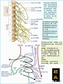 神經解剖學習筆記：脊髓和及神經解剖 - 每日頭條