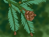 3 Ways to Identify a Redwood Tree - wikiHow