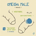 💫Anatomía del Omega masculino, Embarazo y Parto🌌 | •Omegaverse• Amino Amino