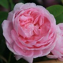 Buy rose Queen of Denmark (shrub) Rosa 'Königin von Dänemark'